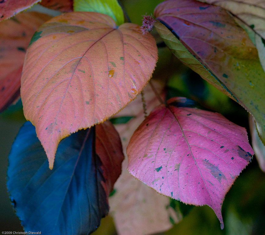 معرفی و راهنمای پرورش گیاهان زینتی - آکالیفا ویلکزیانا